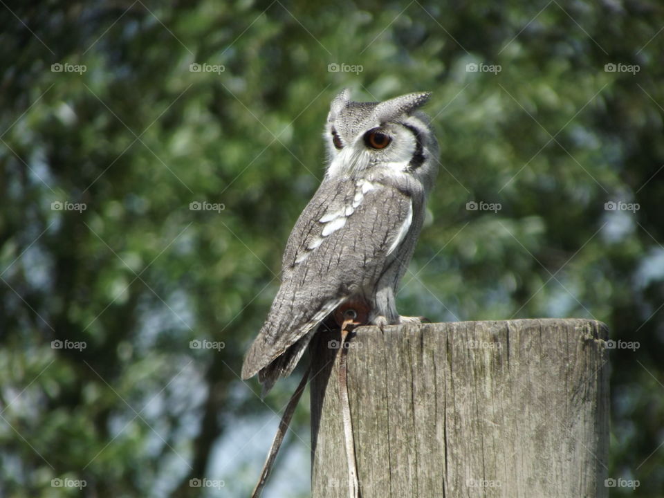 Little Owl