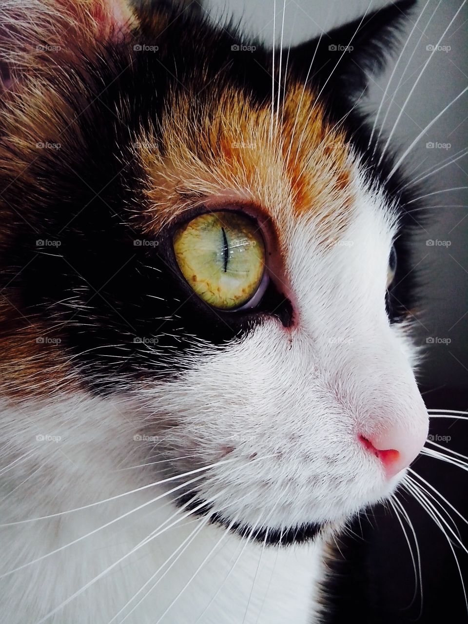 A cat staring out of the window
