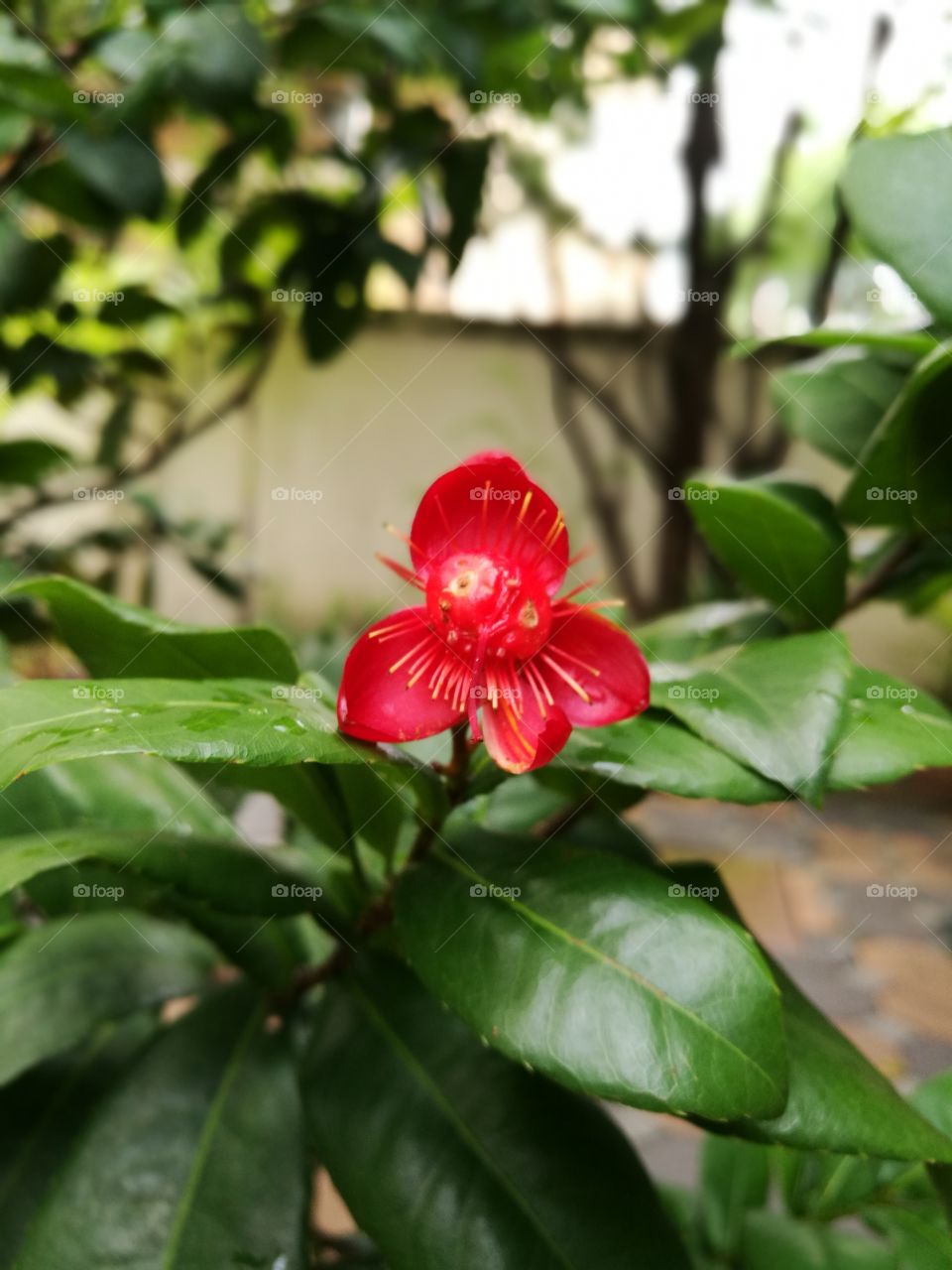 Red mickey mouse flower blooms in garden.