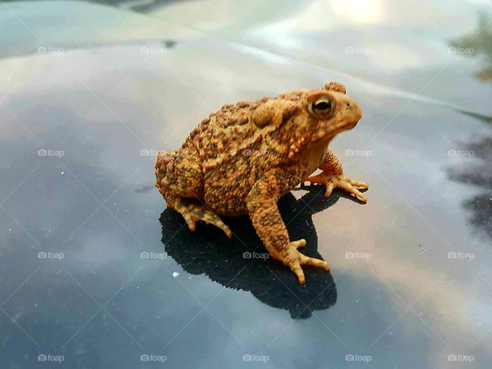 toad side view