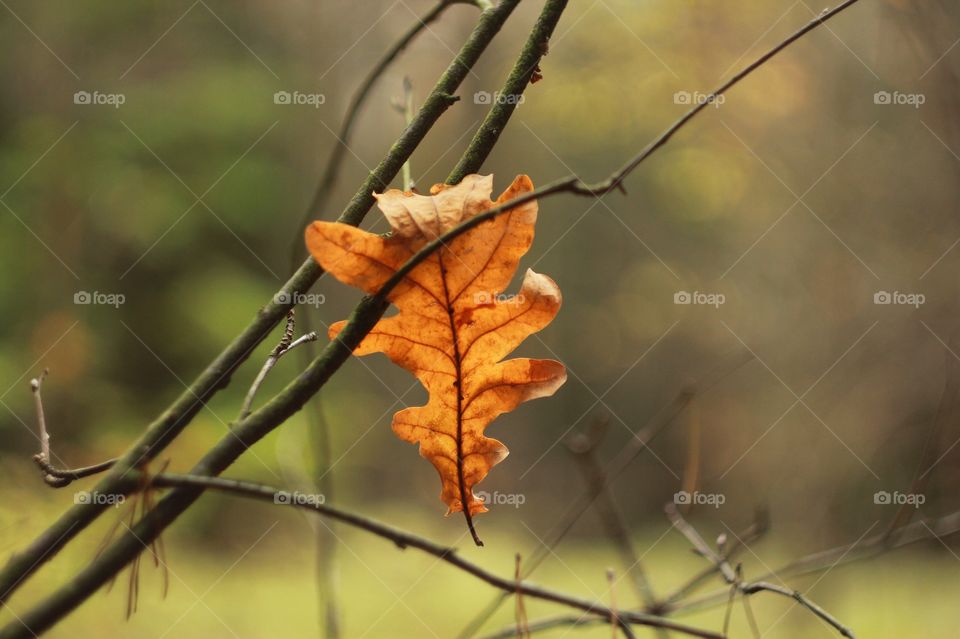 Autumn leaf