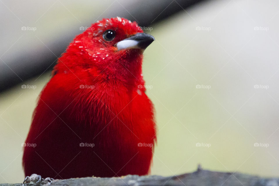 Portrait of a small red bird