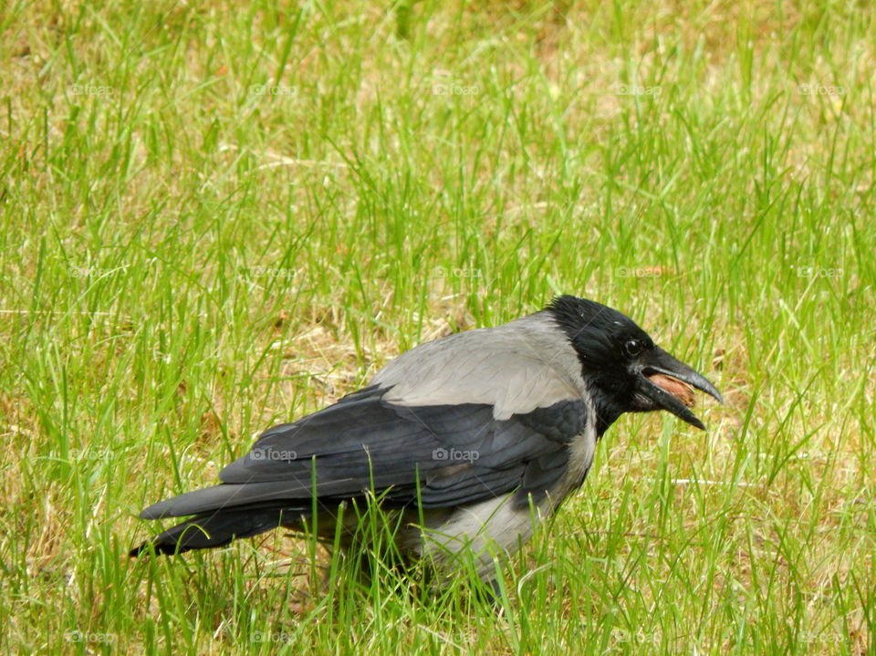 Gray crow trying to eat a nut