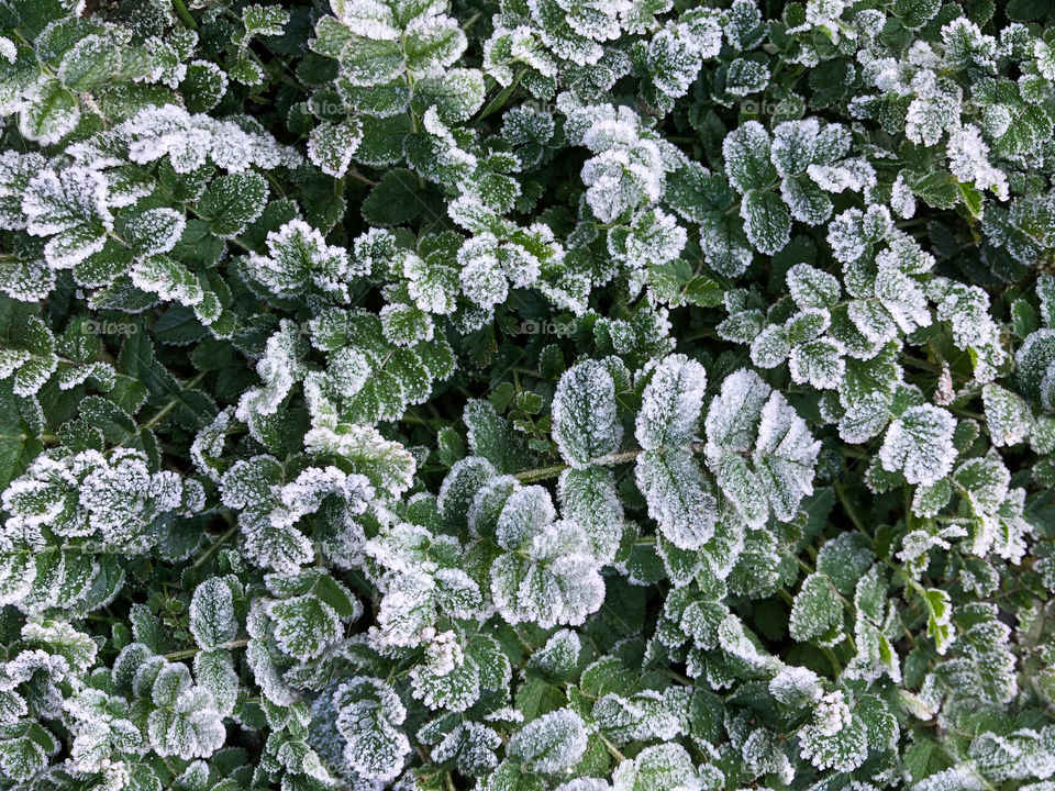 leaves frozen by morning frost