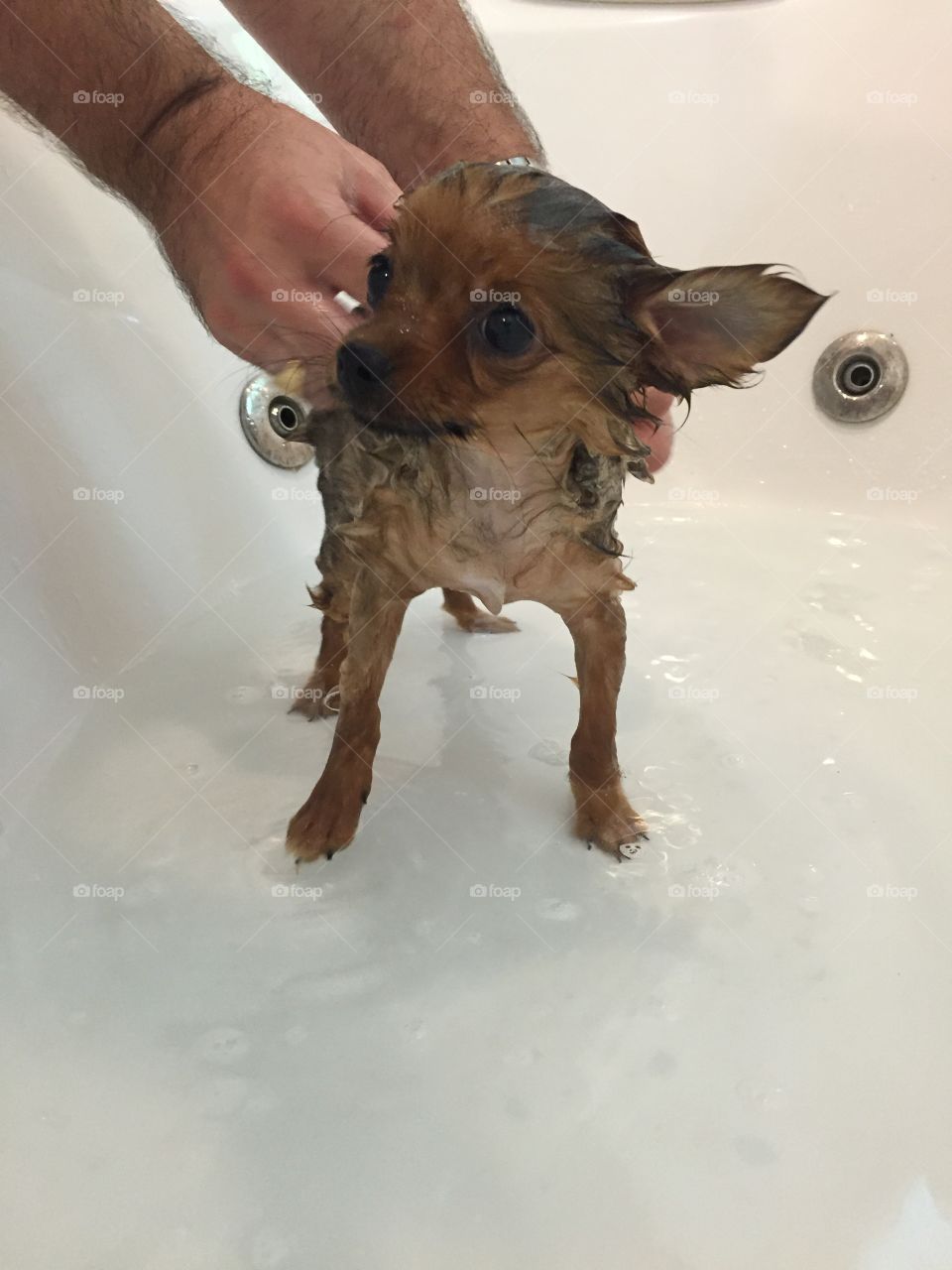 Wet dog that's not happy