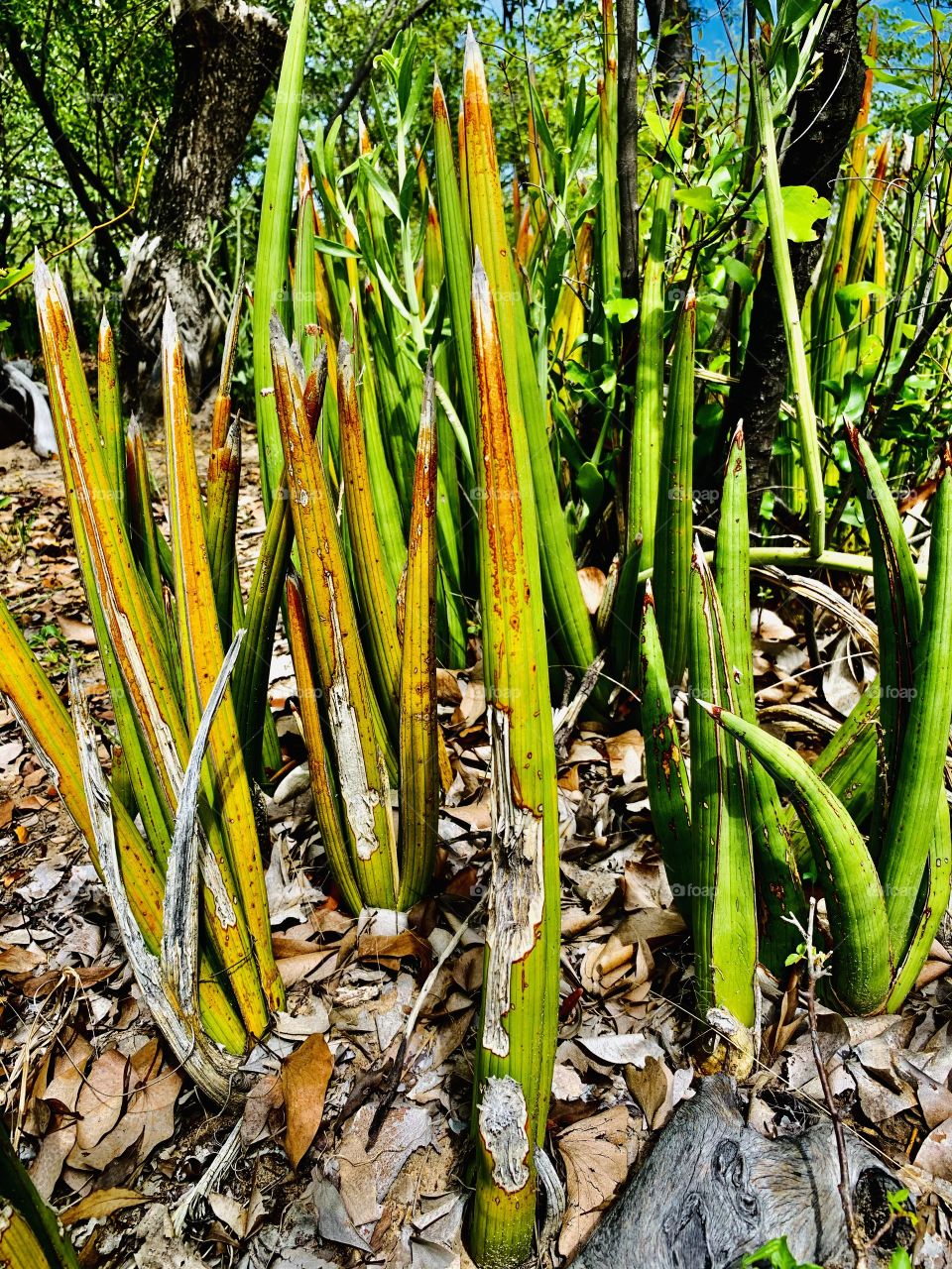 This succulent crown like plant is known as Snake plant or African spear. It is native to Africa and it grows through the year. I’ve seen the so happy and green through all seasons in our farmyard growing up.