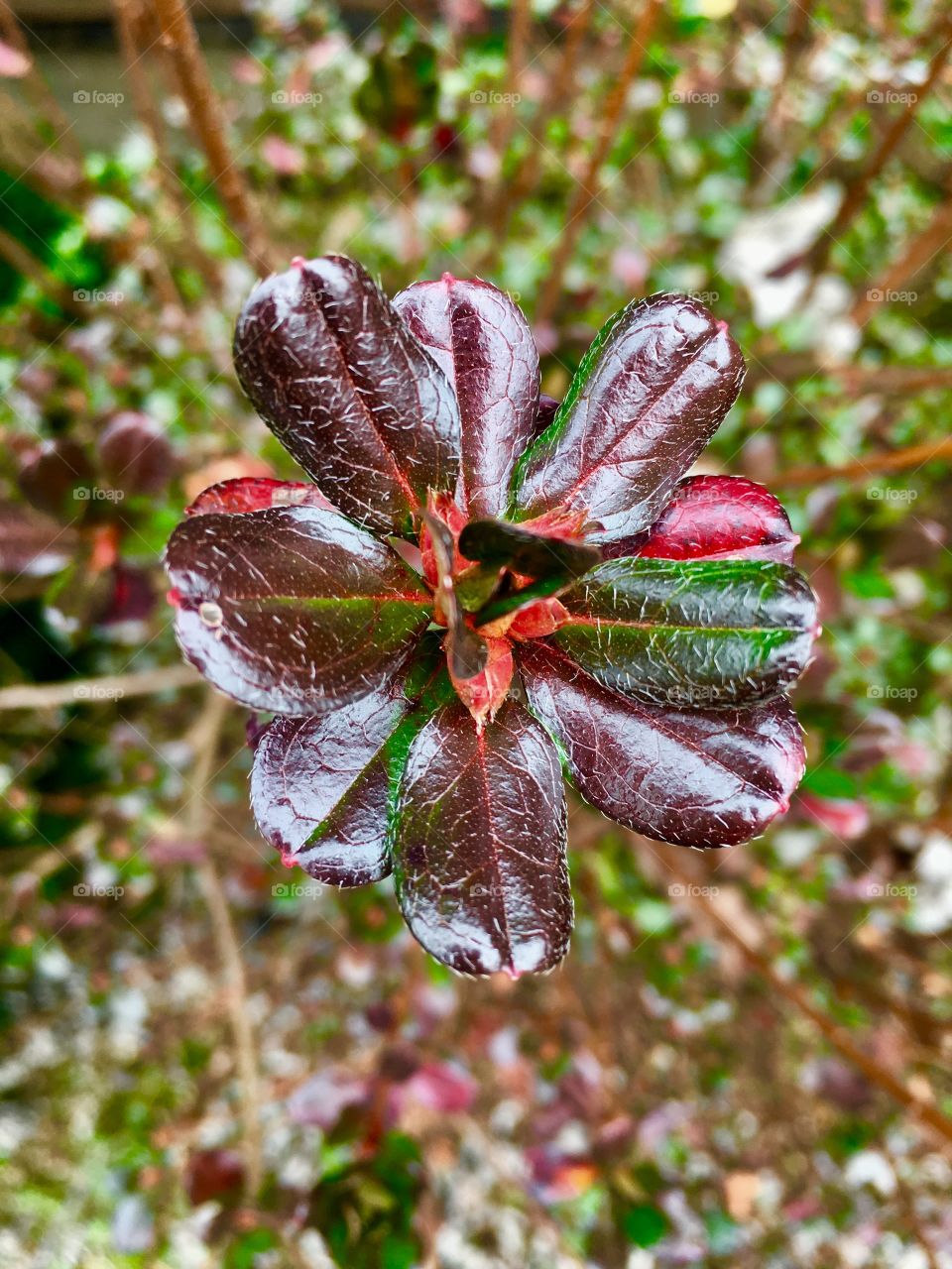 Just a pretty shrub