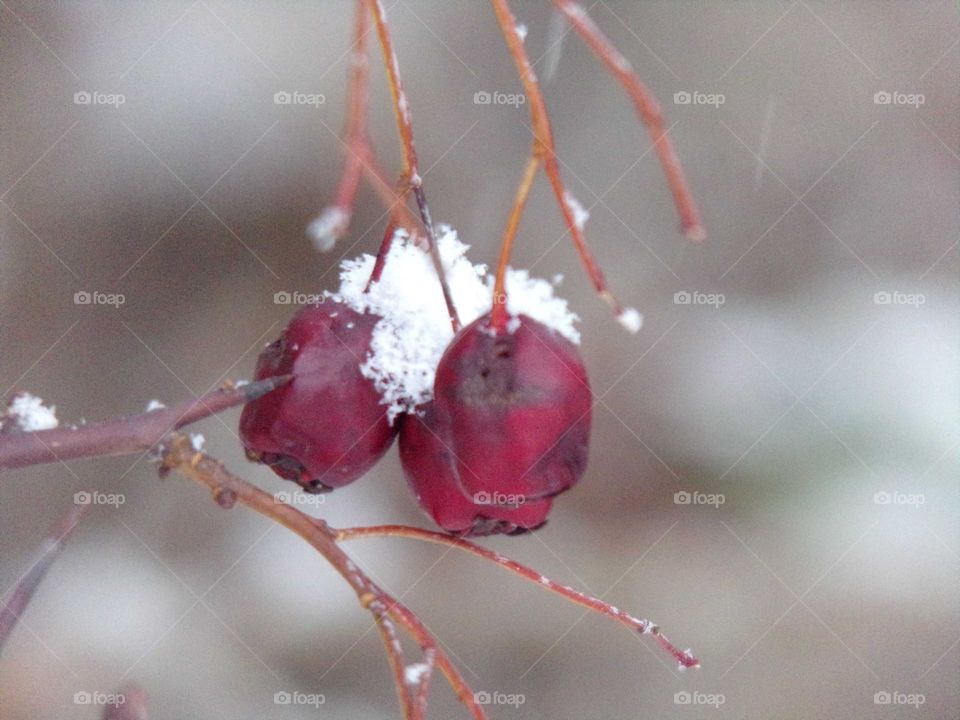 Die ersten Schneeflocken