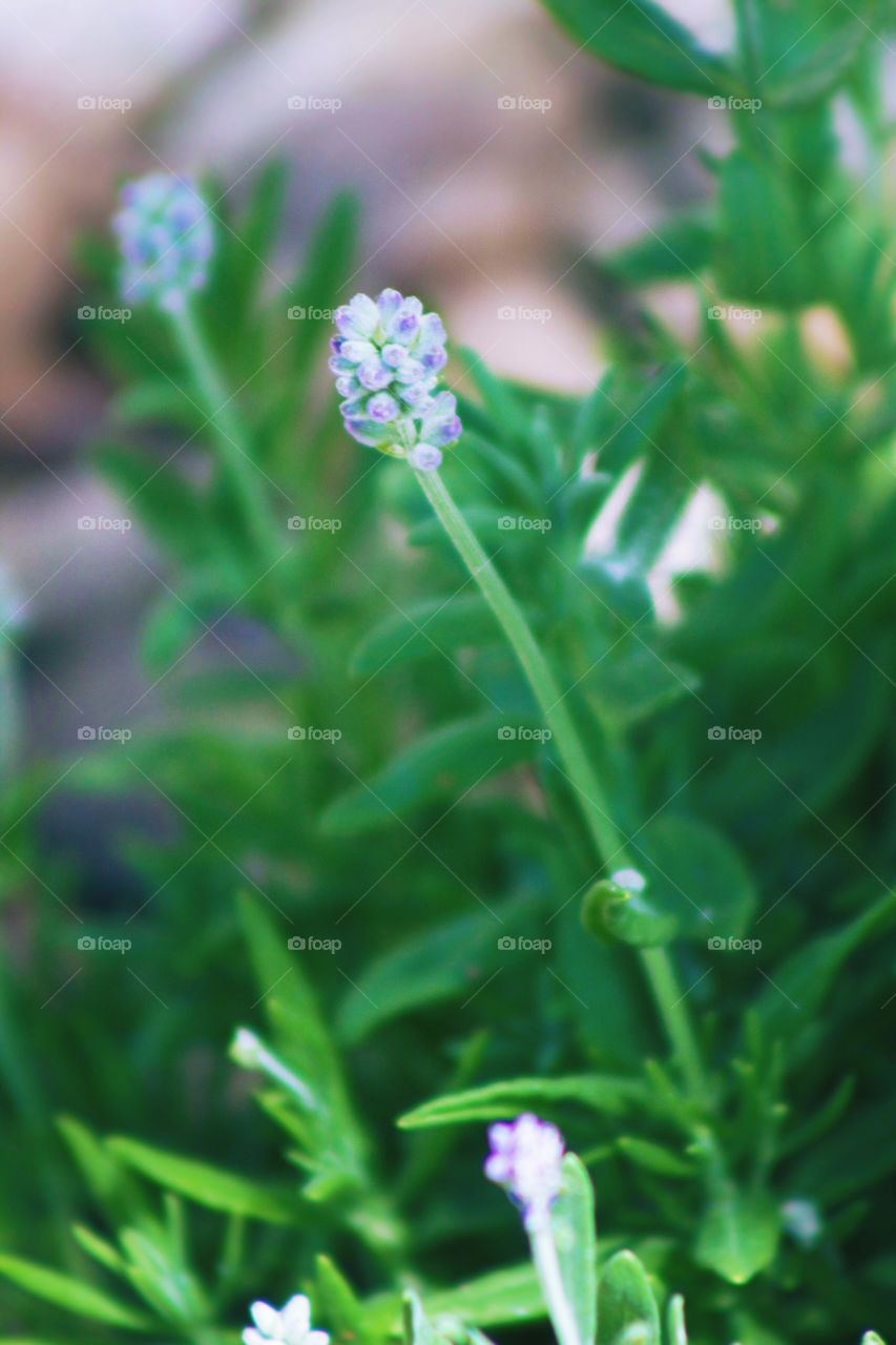 Closeup of a lavender bud in partial sunlight