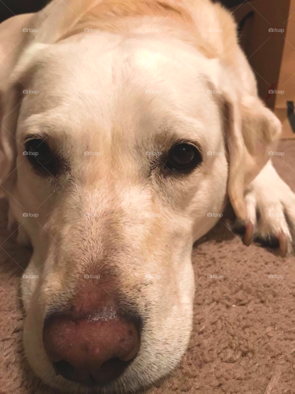 The face of an angel made of fur 