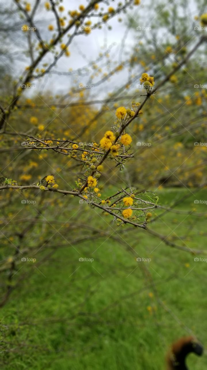 Texas mesquite in bloom