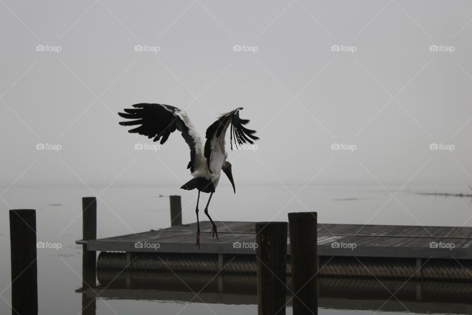 Big bird landing on a deck at a lake in Florida 