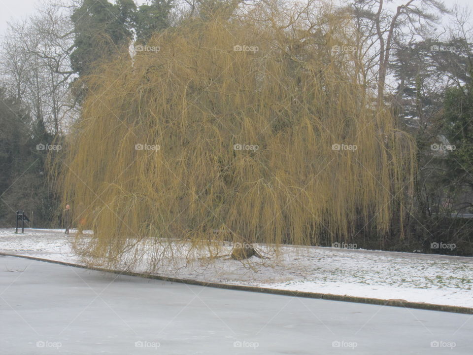 Frozen Weeping Willow Tree