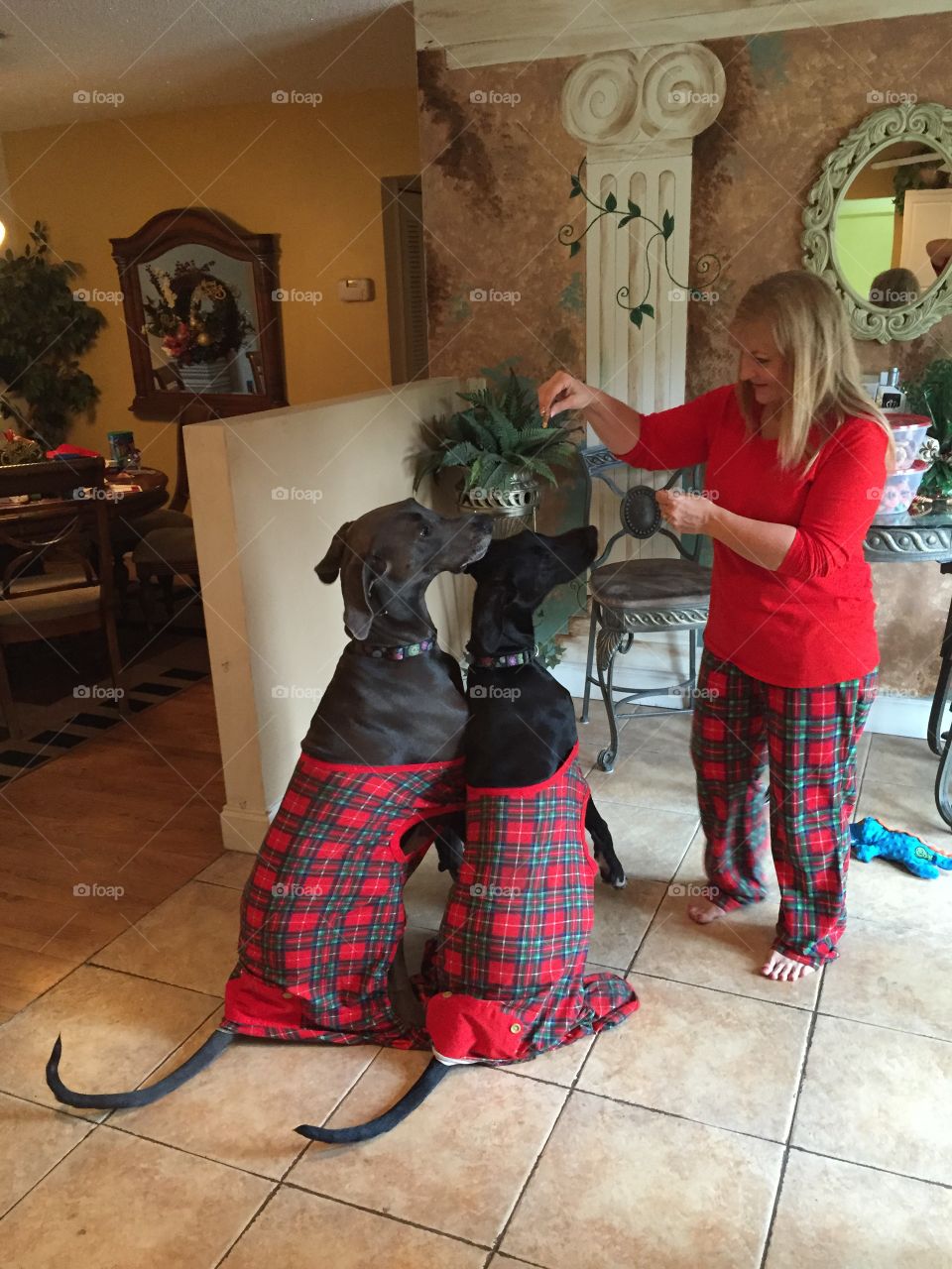 Woman feeding pet dog