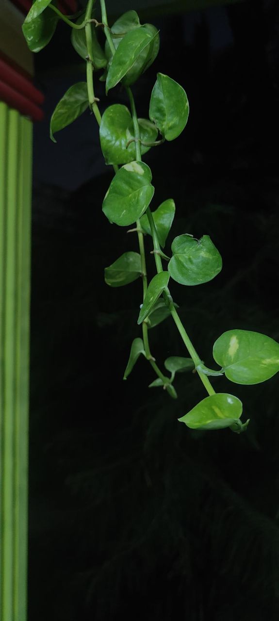 MoneyPlant