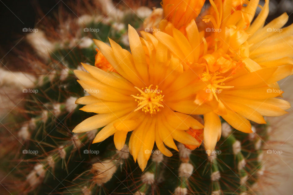 nature flower orange natural by kshapley