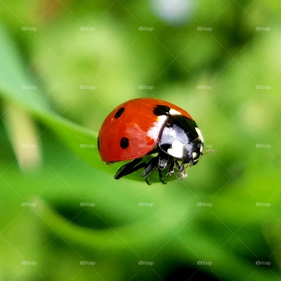 Ladybug, Beetle, Insect, Biology, Tiny