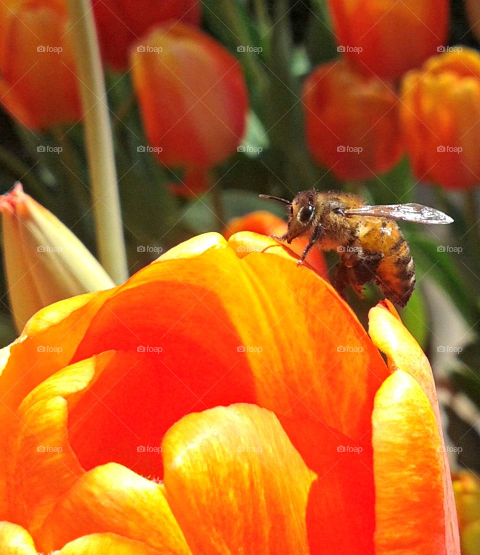 bee happily gathering pollen to make honey from some garden tulips.