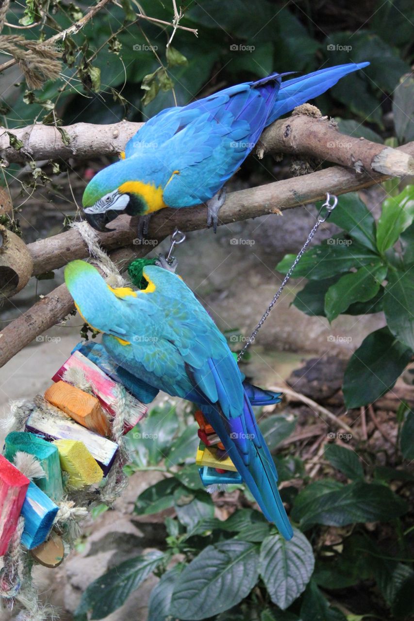 Kissing parrot birds