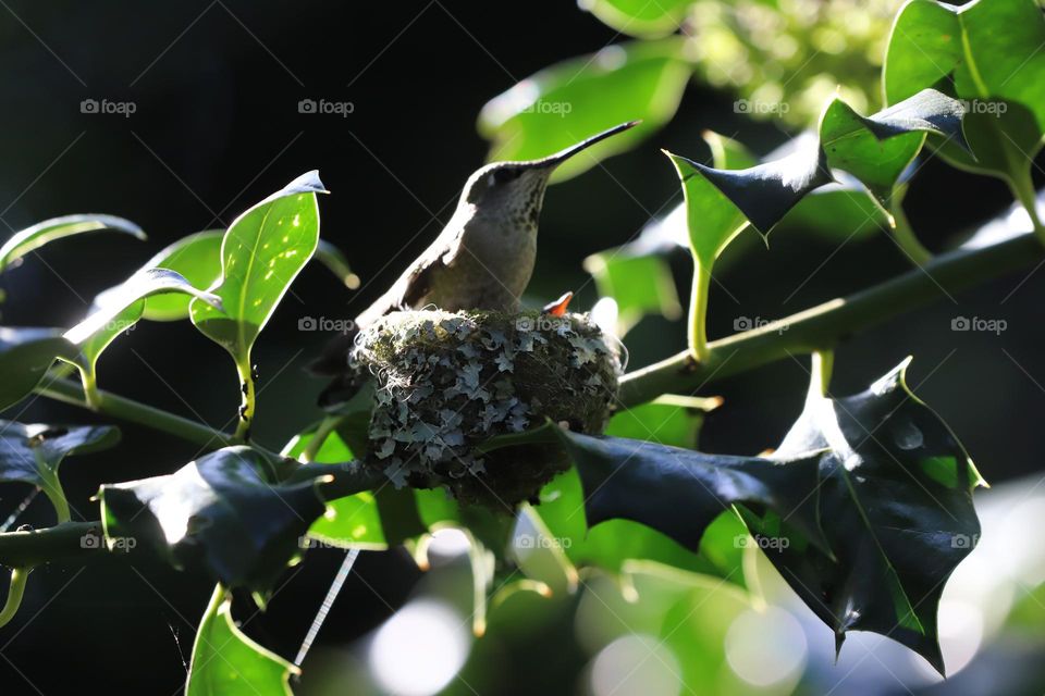 Mama and baby hummingbird 