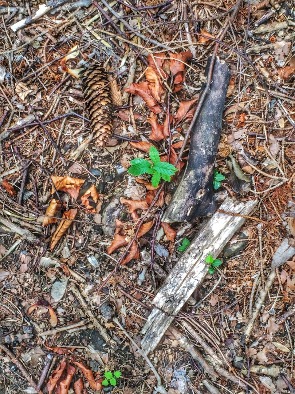 Pine cone, leaves and sprigs on the forest floor 