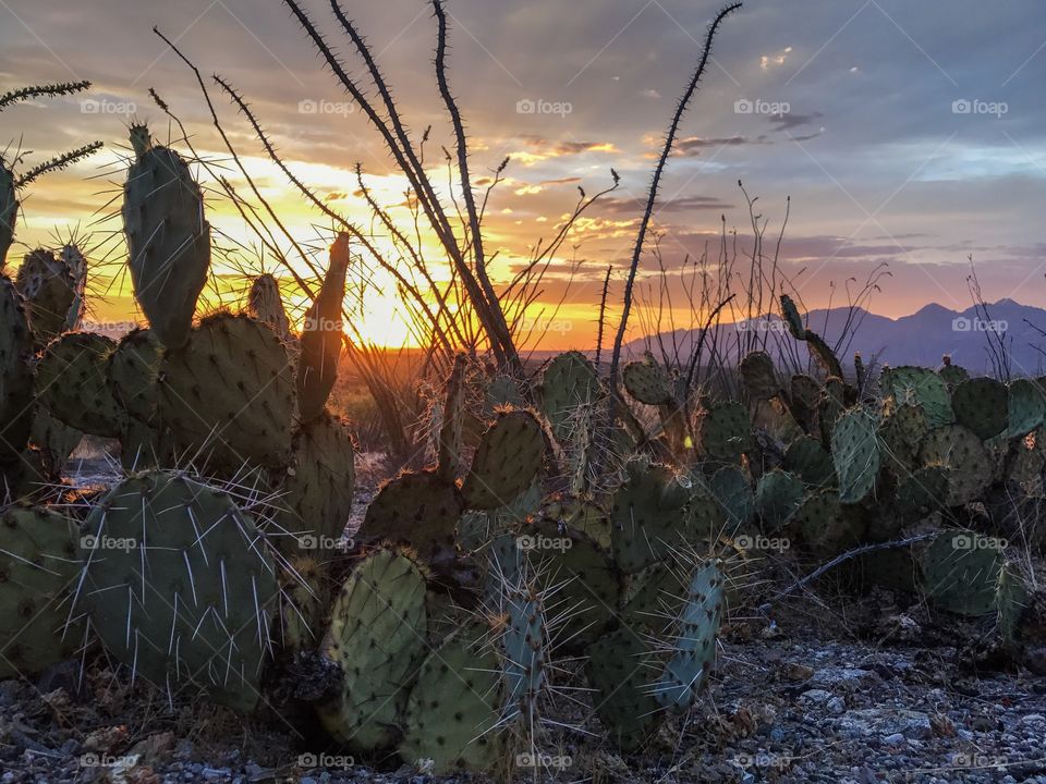 Desert Landscape - Cactus Sunset 