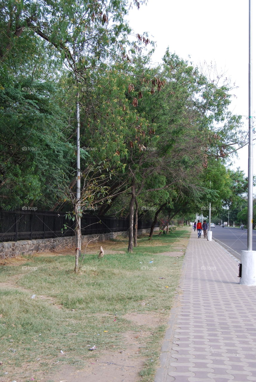 Tree, Guidance, Landscape, Road, Nature