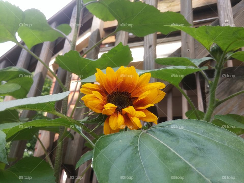 sunflowers. My house