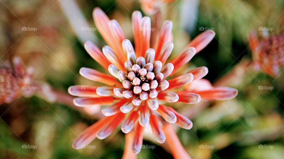 Aloe plant in full bloom