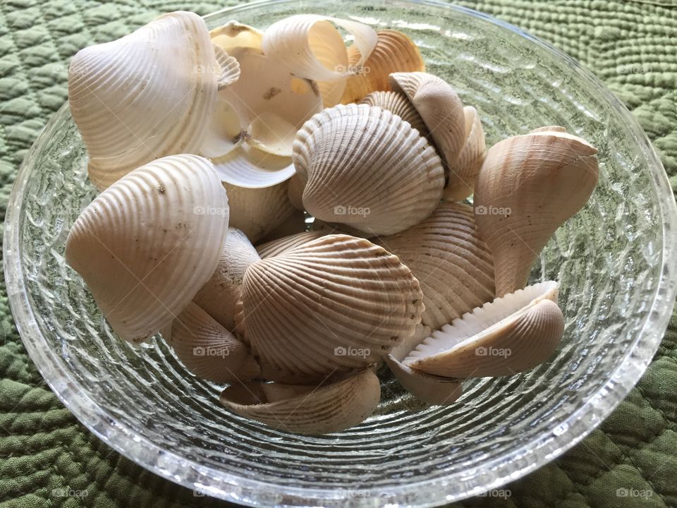Shells in a bowl 