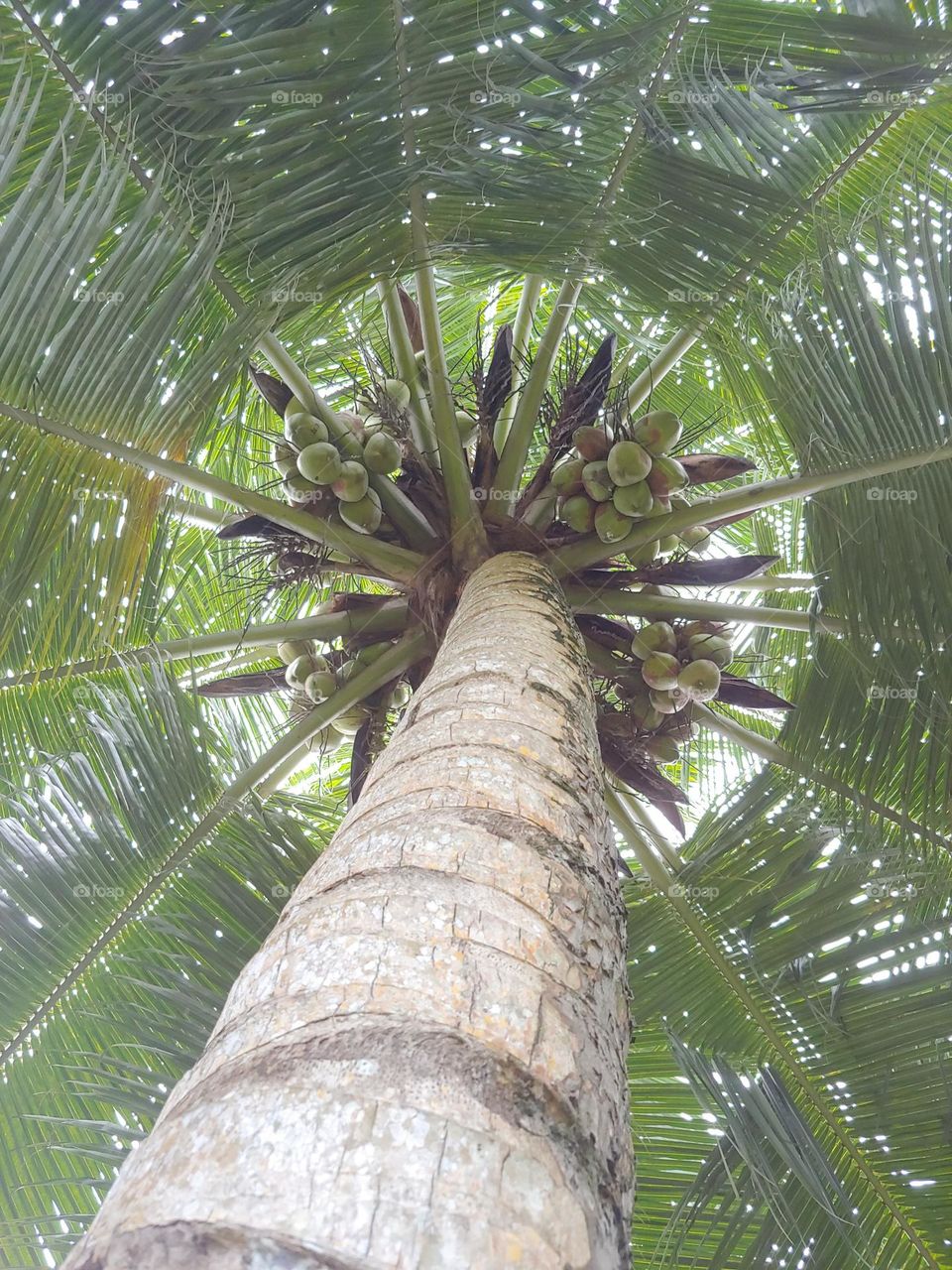 coconut tree captured