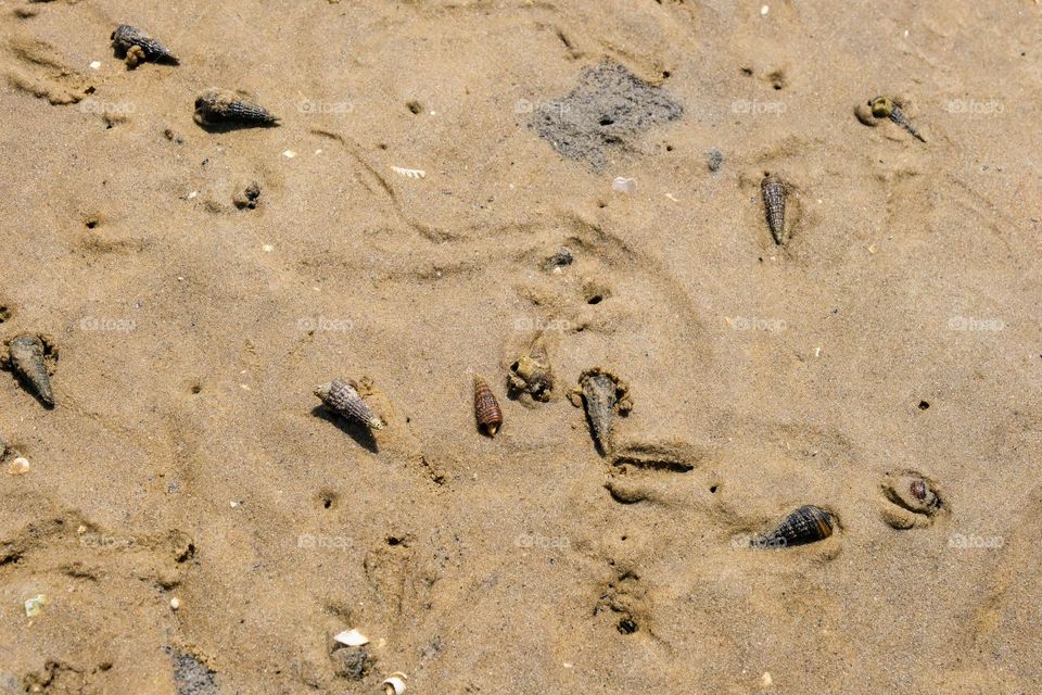 small seashell animals on the beach
