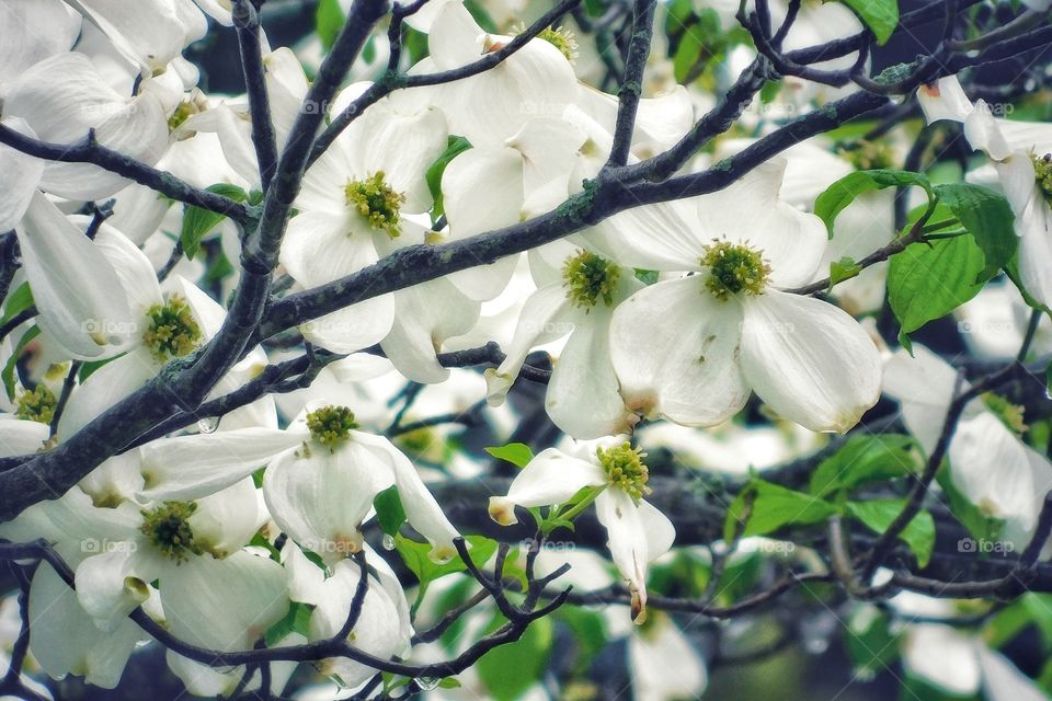 Dogwood & Rain 