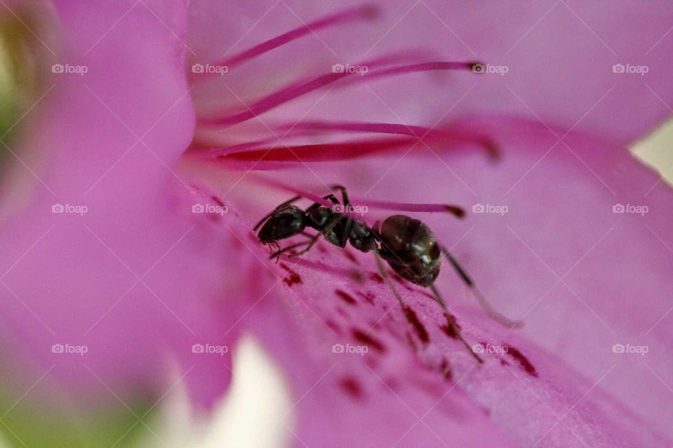 Close-up of ant in flower