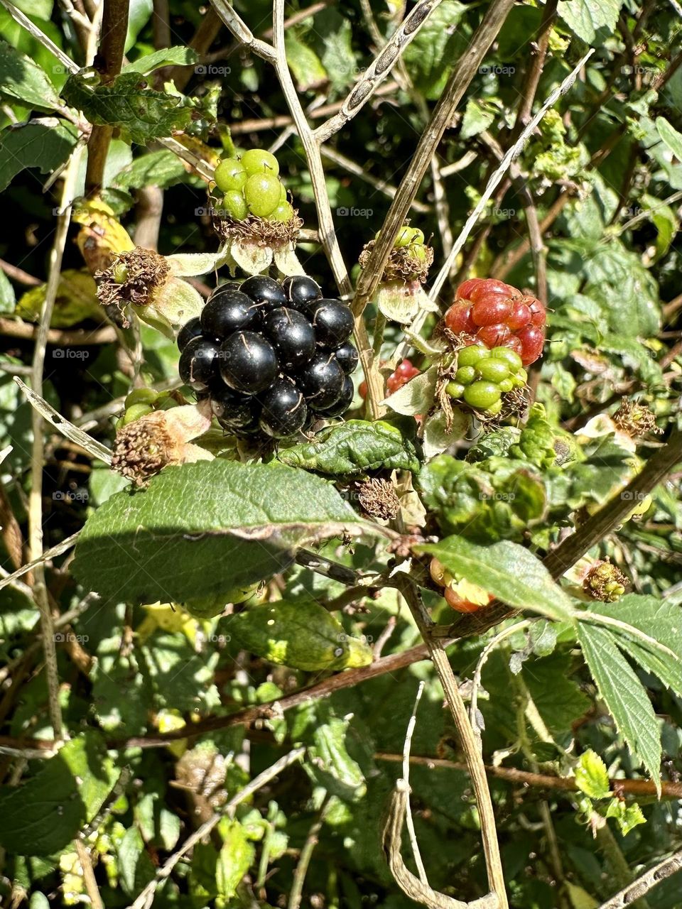 Wild elmleaf blackberry rubus plant growing along Oxford canal in the English countryside Great Britain native plants