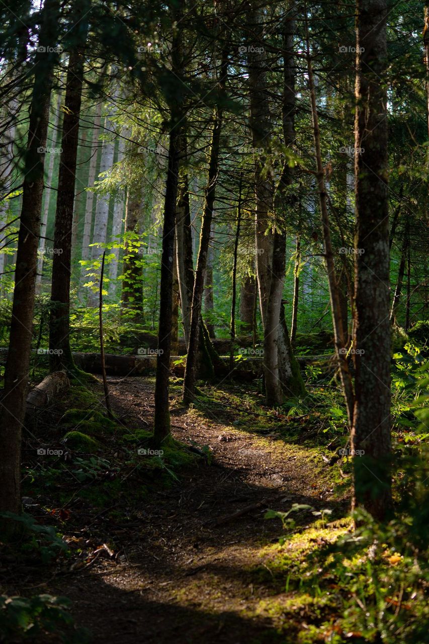 Wandering in a Bavarian Forest. 