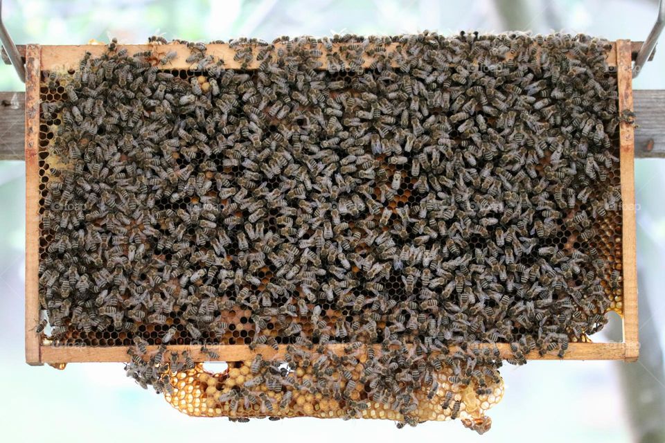 Birds& Bees- Nature in Motion