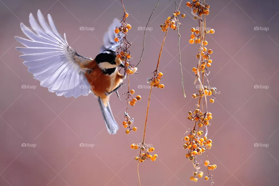 Flying bird