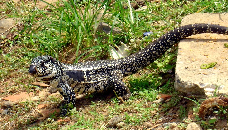 Trachylepis atlantica - Lisard of the Island Fernando de Noranha
