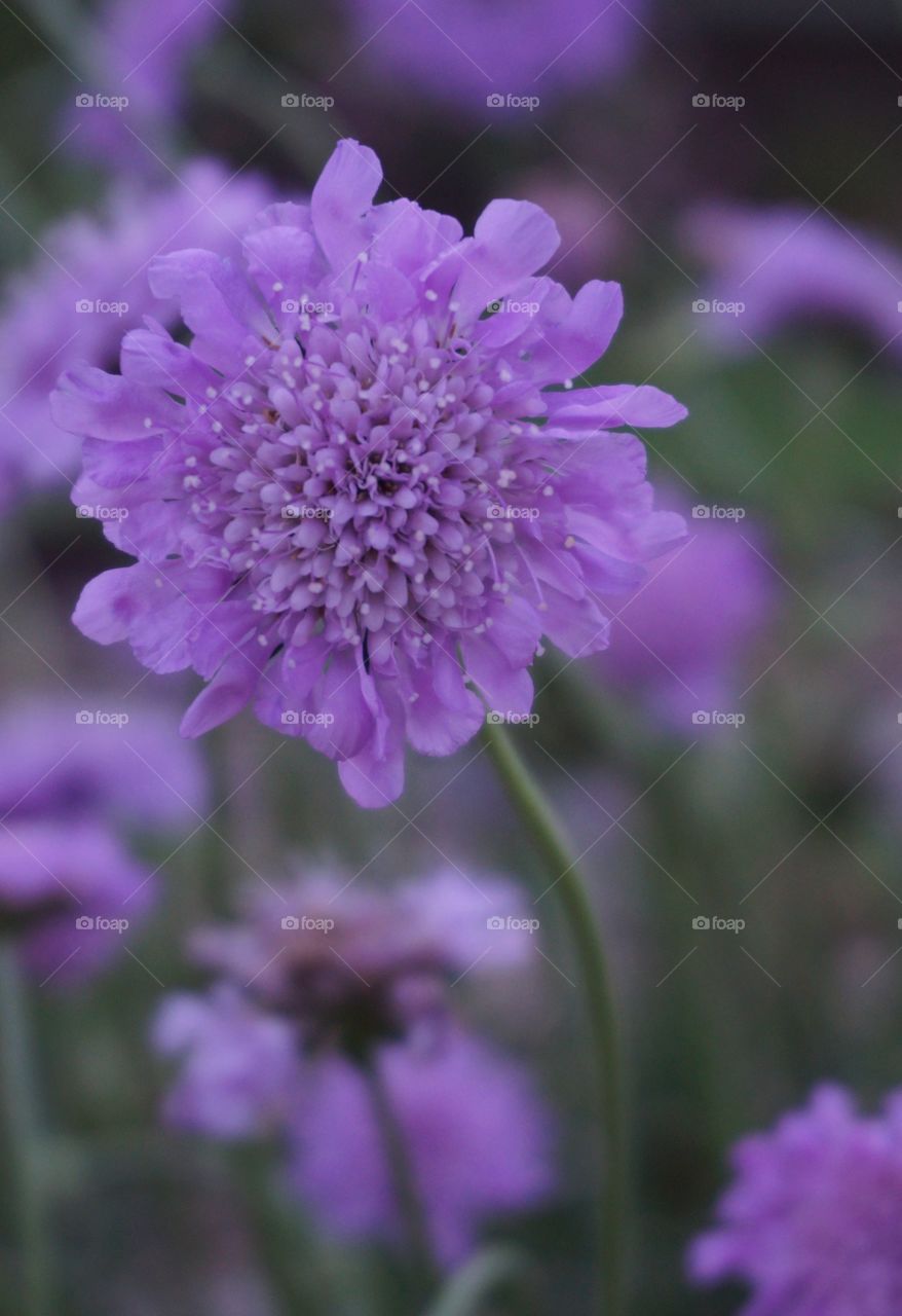 Close-up of purple flower