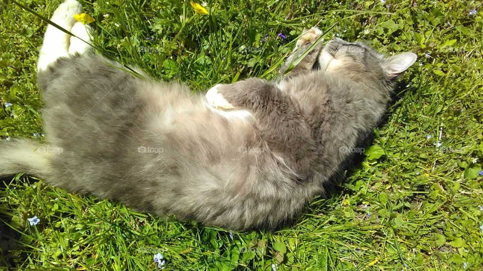 Cat rolling in grass