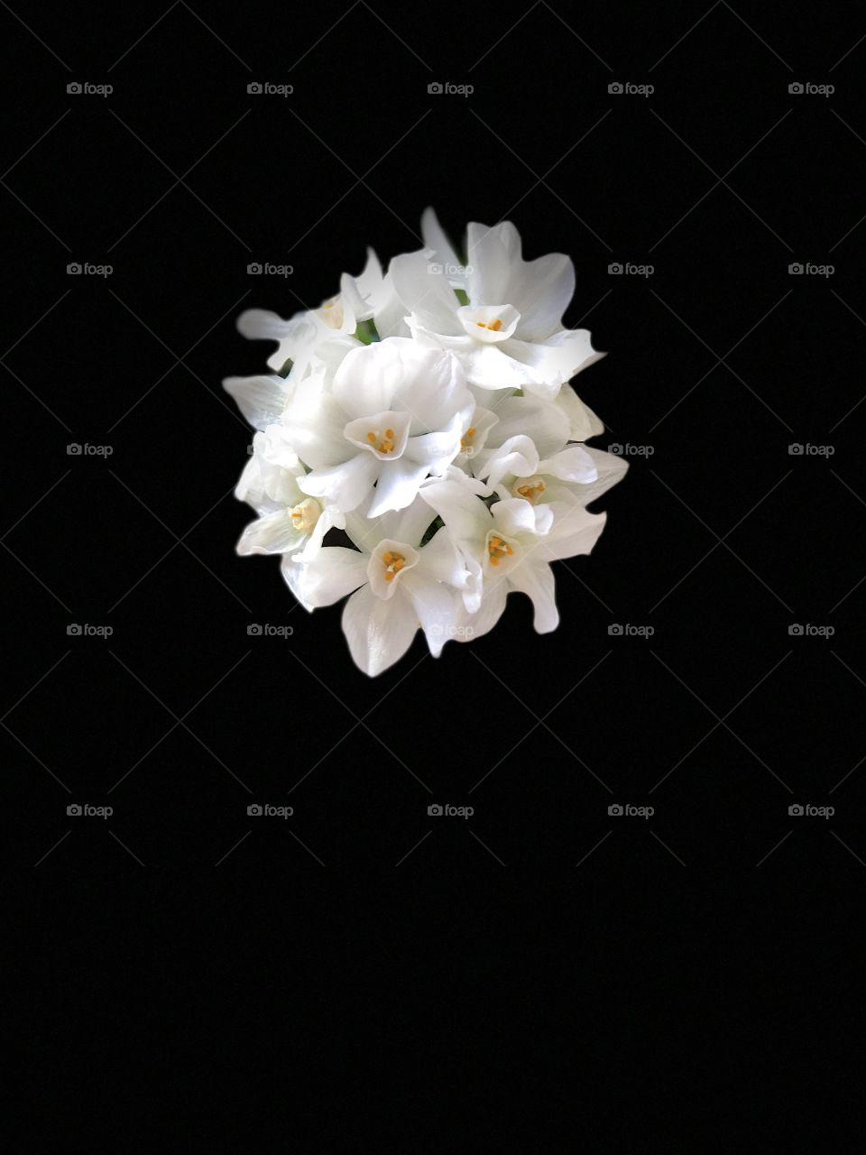 Beautiful and Simplistic Solo Paperwhite Bulb On Black Background. Stunning Canvas Art, Screensavers, Desktop or Wall Art!