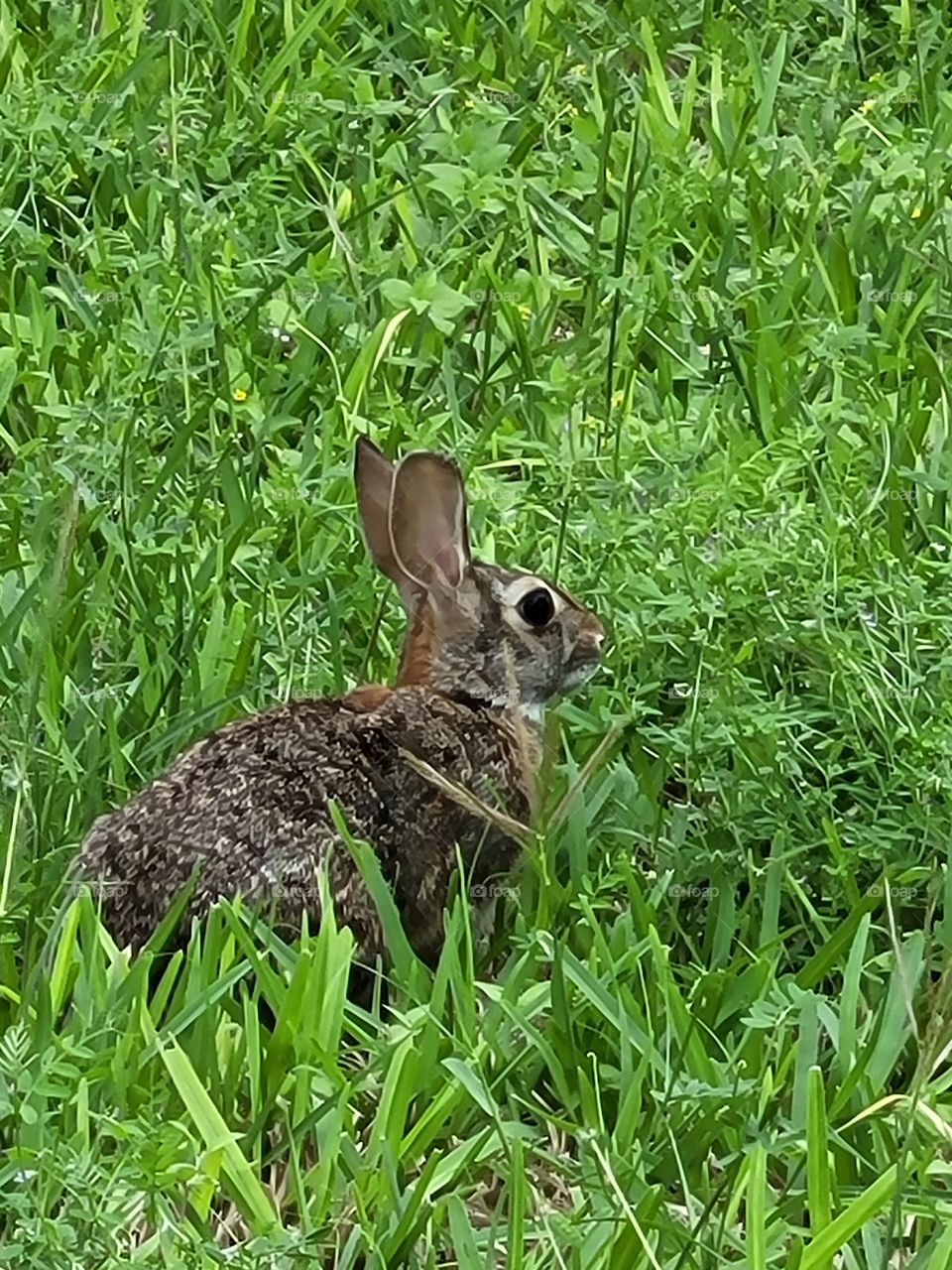 Our cuddly bunny, Hopper