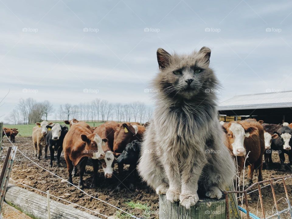 Cat and cows