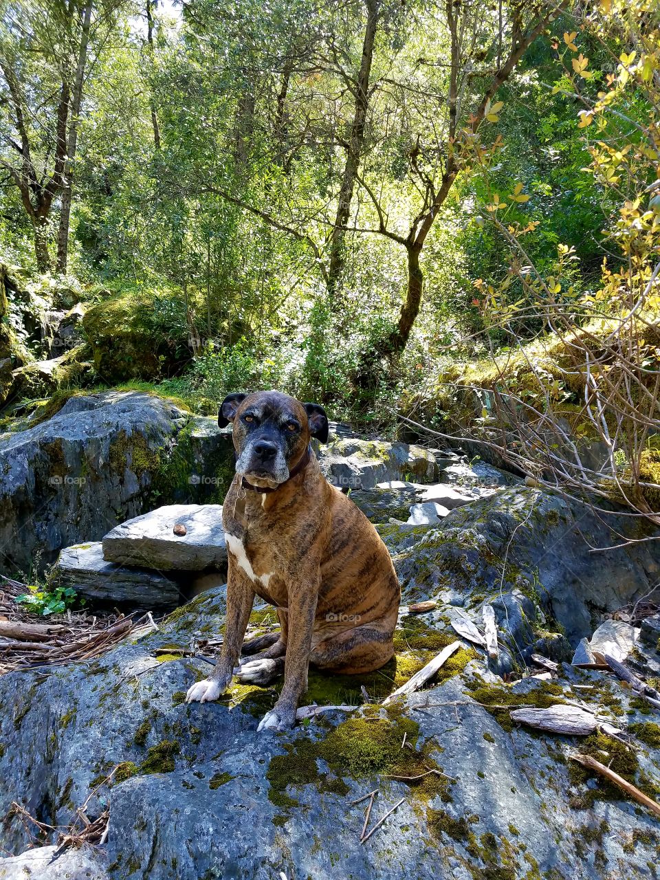 Hiking buddy