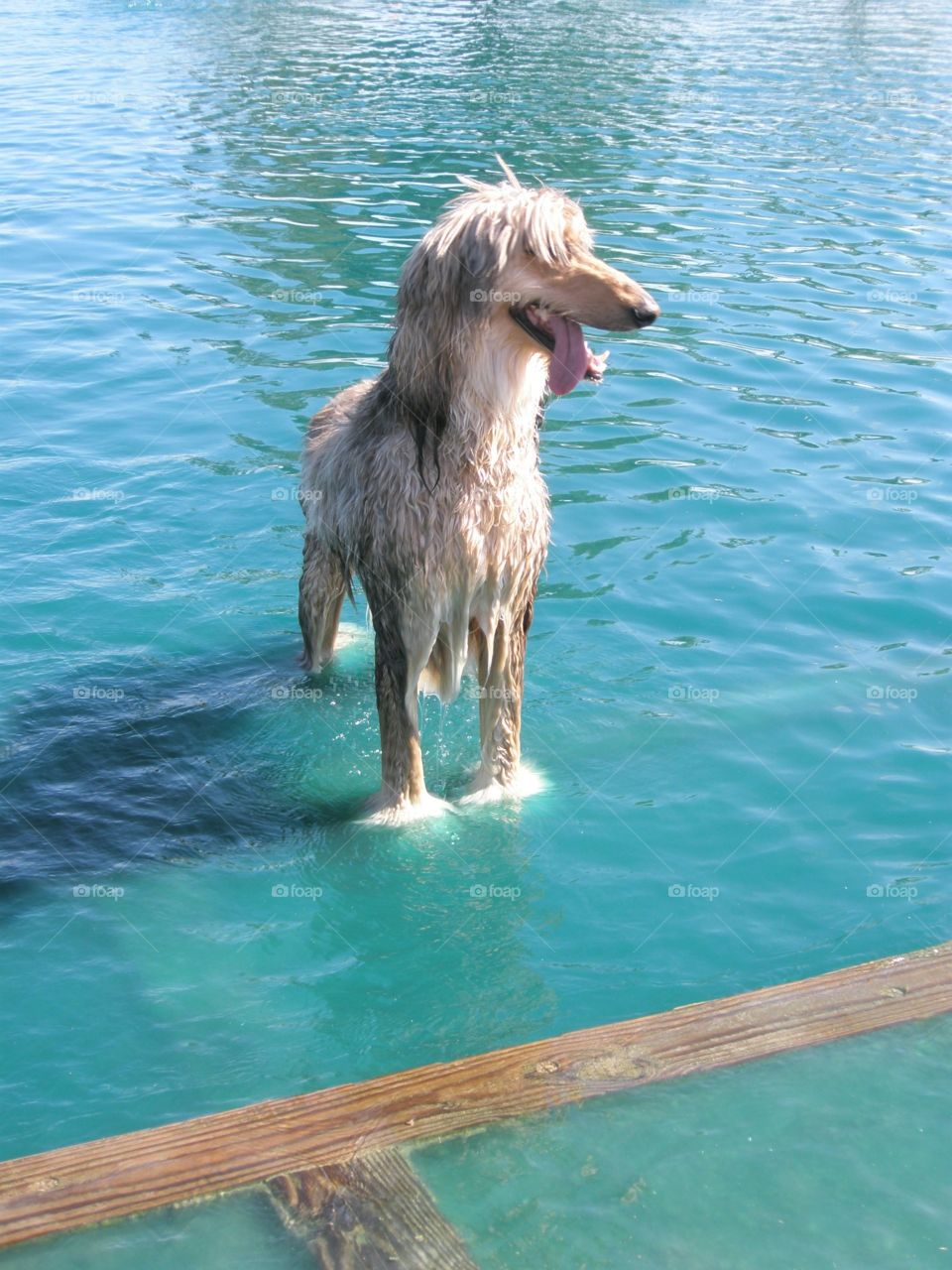 Dog park swim time