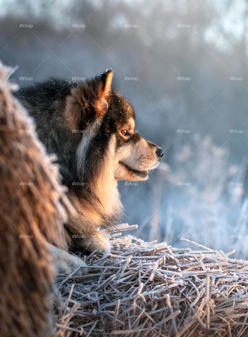 Portrait of a young Finnish Lapphund dog lying down outdoors 
