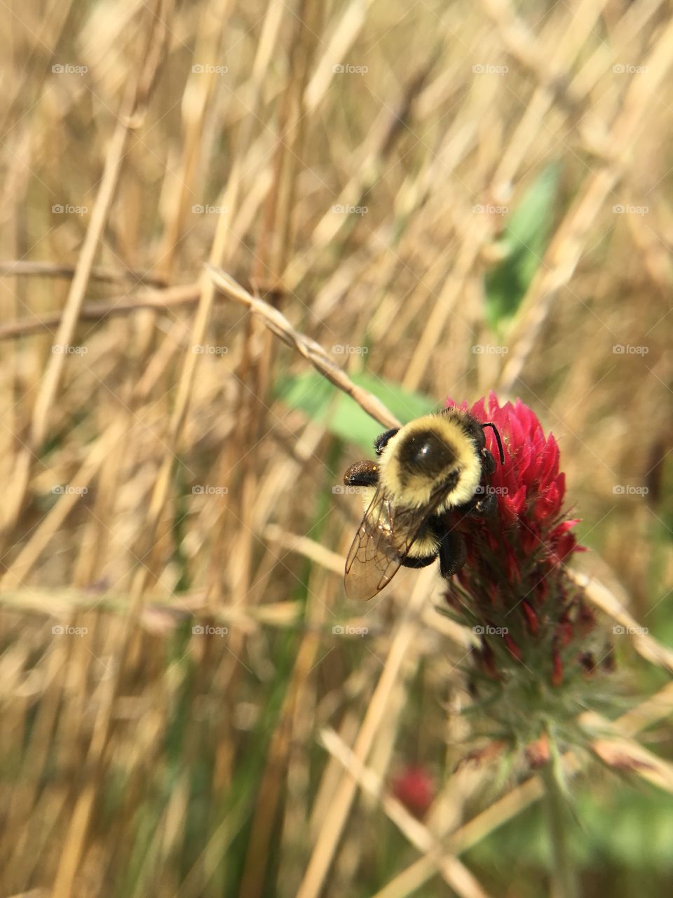 bee collecting pollen in Lee, New Hampshire