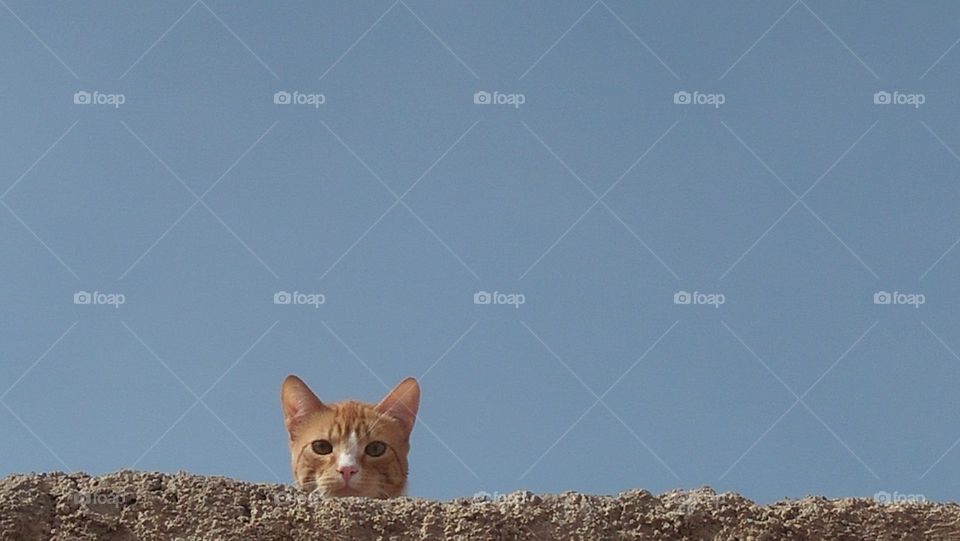 Cat overlooking the roof.