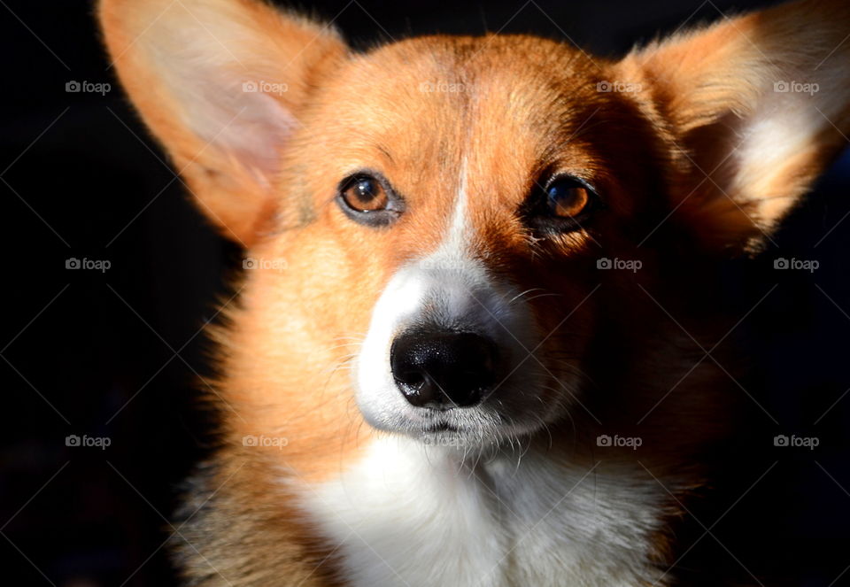 Close-up of a dog